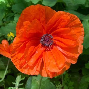 Meet your Posher, Sherry